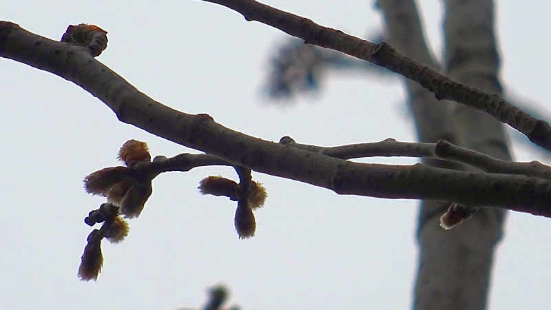 ポプラの雄の蕾と葉芽 川崎市幸区さいわいふるさと公園