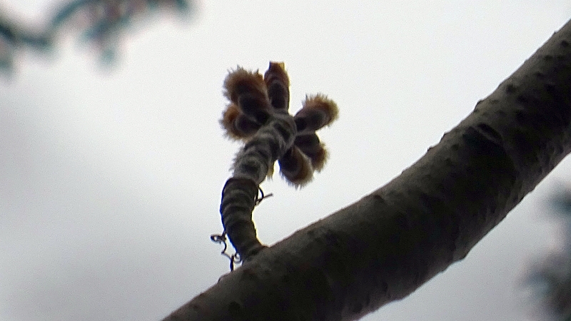 ポプラの雄の蕾と葉芽 川崎市幸区さいわいふるさと公園