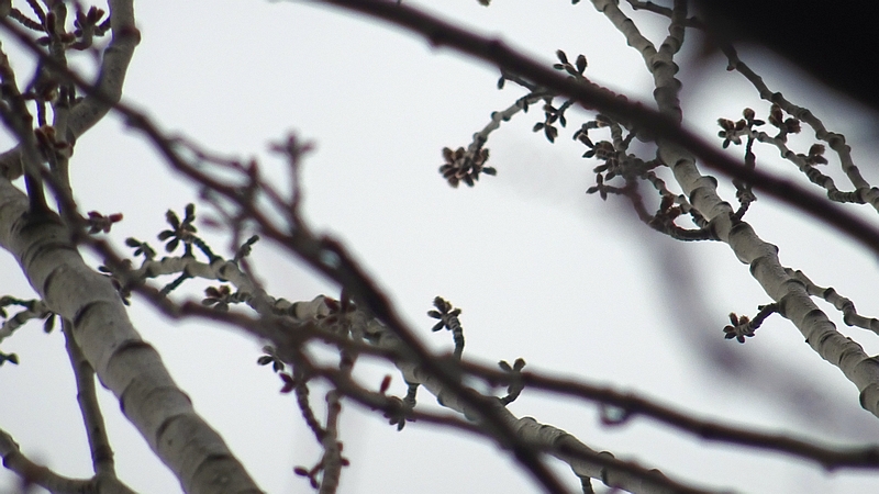 ポプラの雄の蕾と葉芽 川崎市幸区さいわいふるさと公園