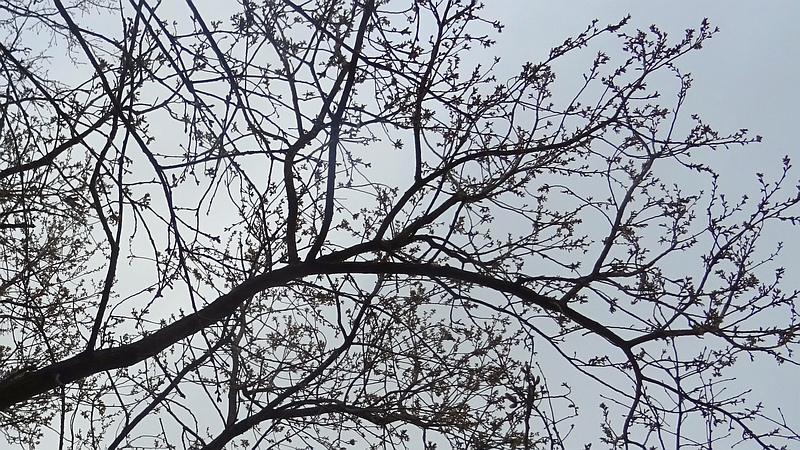 コナラの芽吹き 川崎市幸区さいわいふるさと公園