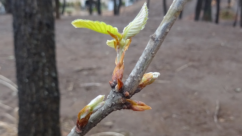 コナラの芽吹き 川崎市幸区さいわいふるさと公園