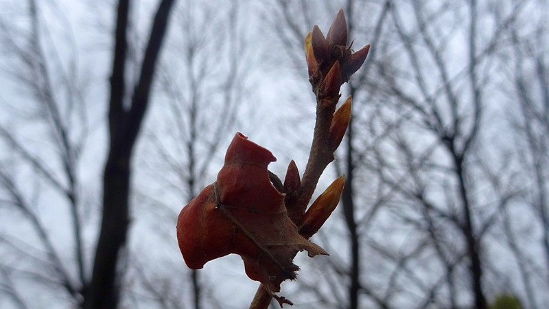 コナラの芽吹き 川崎市幸区さいわいふるさと公園