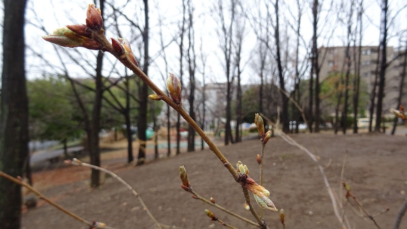 コナラの芽吹き 川崎市幸区さいわいふるさと公園