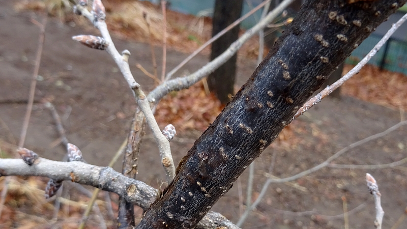 コナラの芽吹き 川崎市幸区さいわいふるさと公園