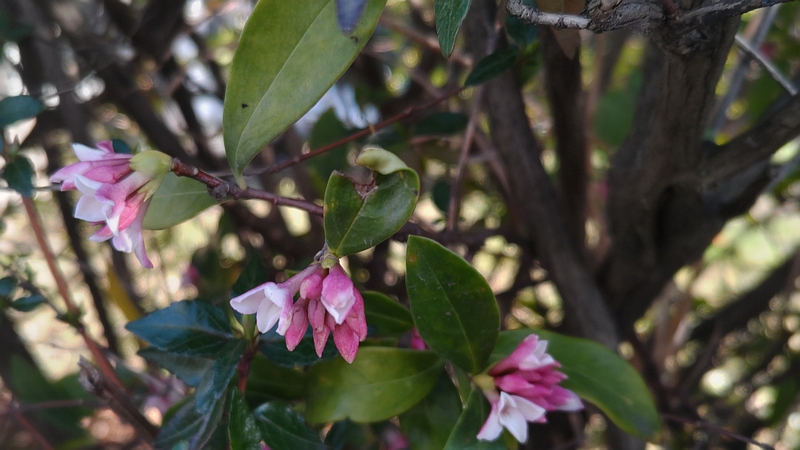 ジンチョウゲの花 川崎市幸区