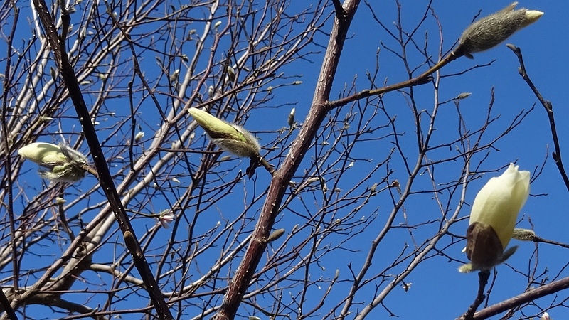 コブシの花 川崎市幸区創造のもり