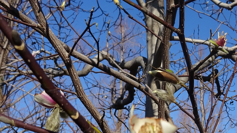 コブシの花 川崎市幸区創造のもり