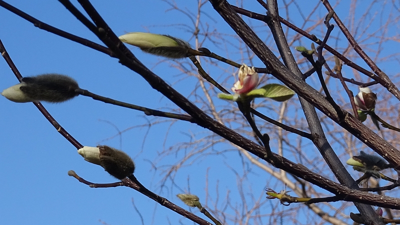 コブシの花 川崎市幸区創造のもり