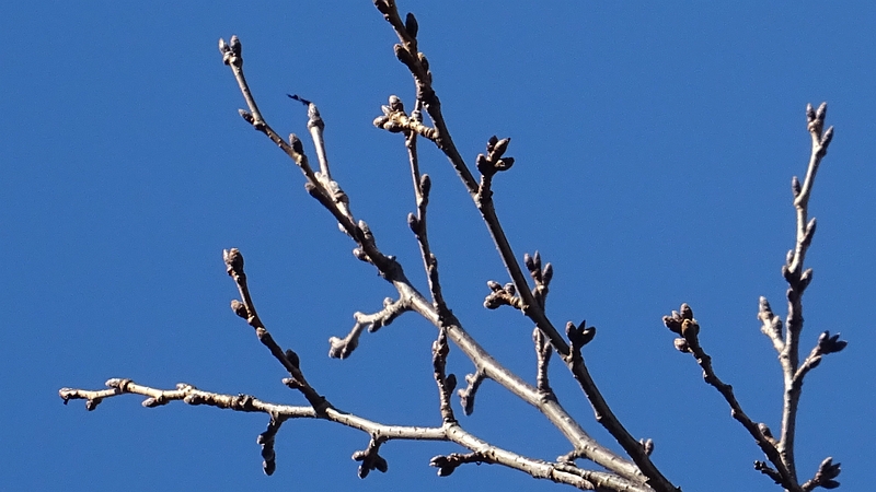 ソメイヨシノの冬芽 川崎市幸区さいわいふるさと公園