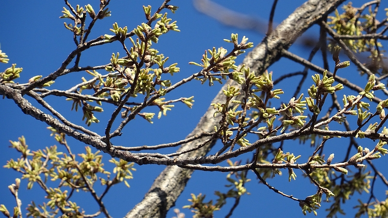 コナラの芽吹き 川崎市幸区さいわいふるさと公園