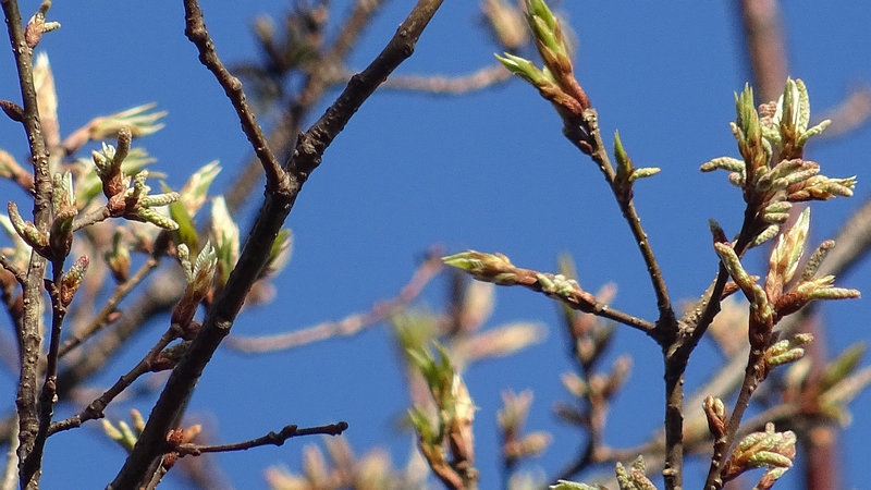 コナラの芽吹き 川崎市幸区さいわいふるさと公園
