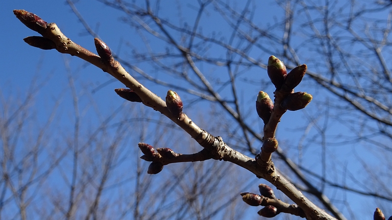 オオシマザクラの冬芽 川崎市幸区さいわいふるさと公園