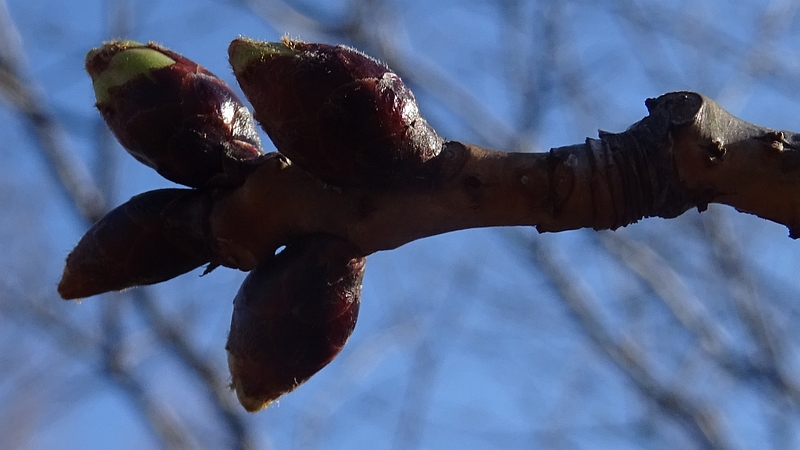 オオシマザクラの冬芽 川崎市幸区さいわいふるさと公園