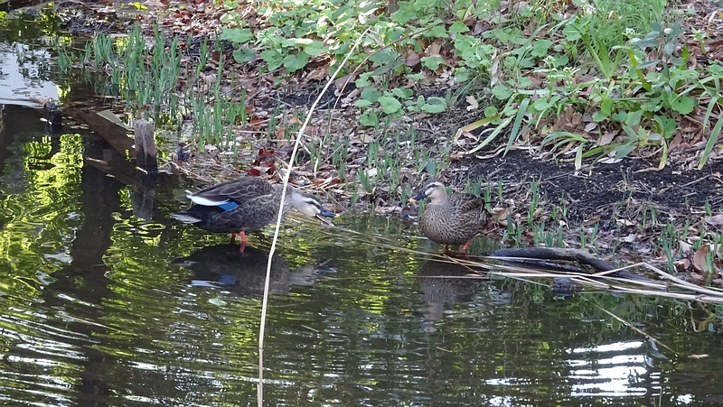 カルガモのつがい 川崎市幸区さいわいふるさと公園