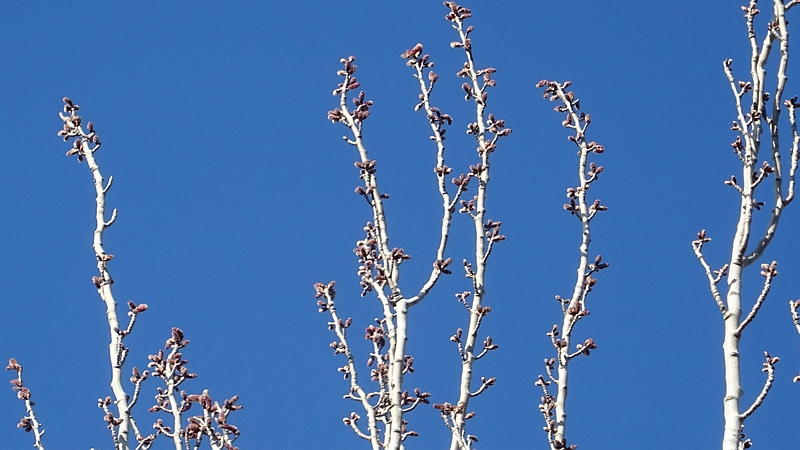 ポプラの雄花の蕾と葉芽 川崎市幸区さいわいふるさと公園
