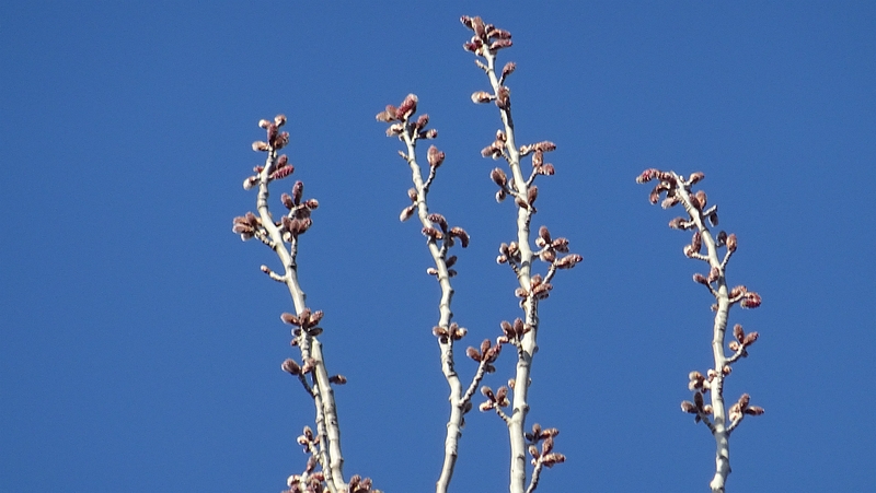 ポプラの雄花の蕾と葉芽 川崎市幸区さいわいふるさと公園