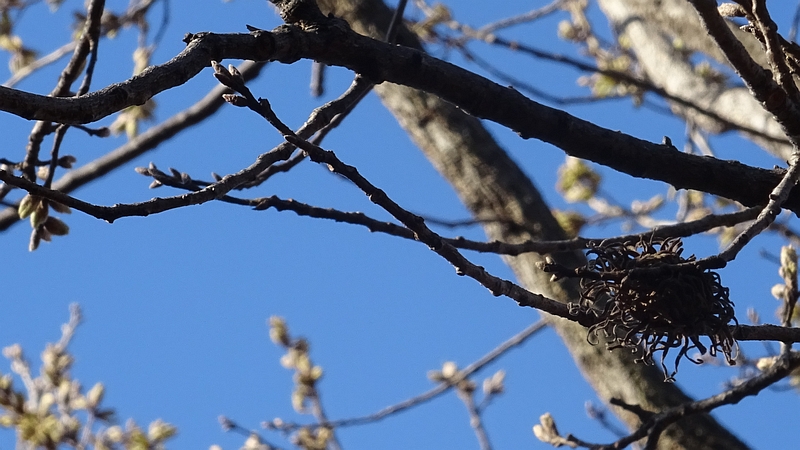 クヌギの冬芽 川崎市幸区さいわいふるさと公園