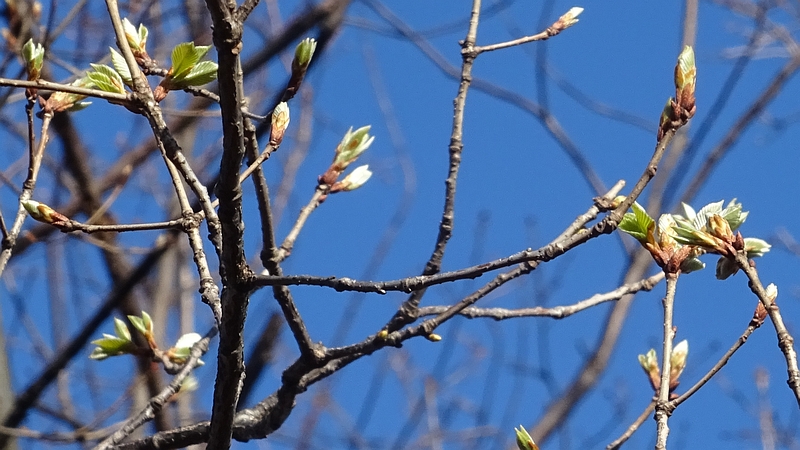 コナラの芽吹き 川崎市幸区さいわいふるさと公園