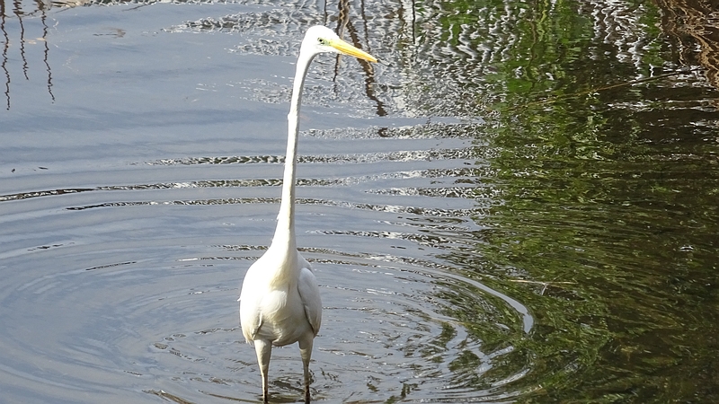 ダイサギ 横浜市旭区今宿南町