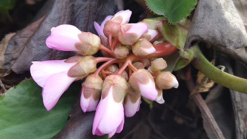 ヒマラヤユキノシタの花 横浜市旭区今宿南町