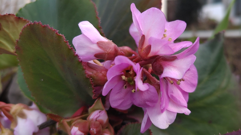 ヒマラヤユキノシタの花 横浜市旭区今宿南町