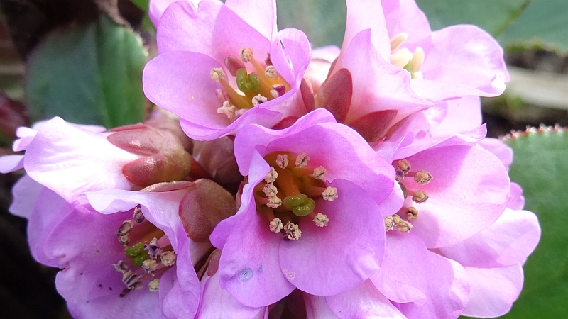ヒマラヤユキノシタの花 横浜市旭区今宿南町
