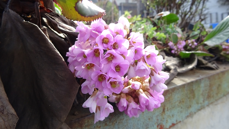 ヒマラヤユキノシタの花 横浜市旭区今宿南町