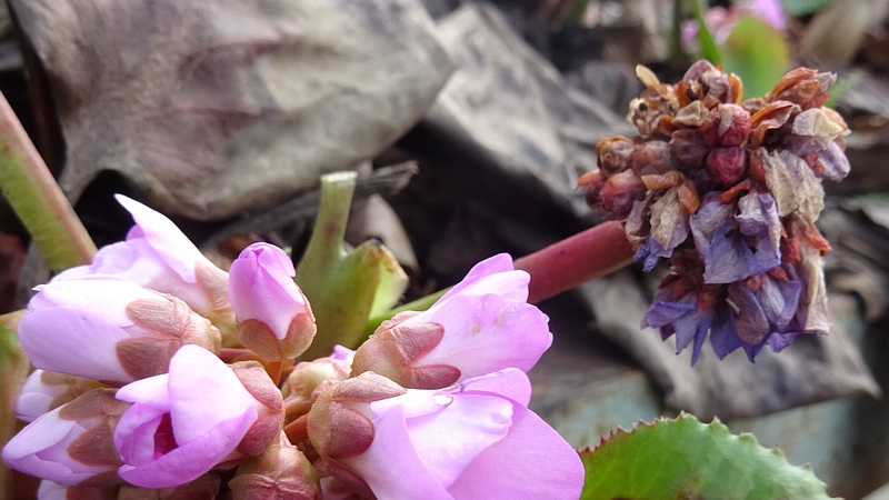 ヒマラヤユキノシタの花 横浜市旭区今宿南町