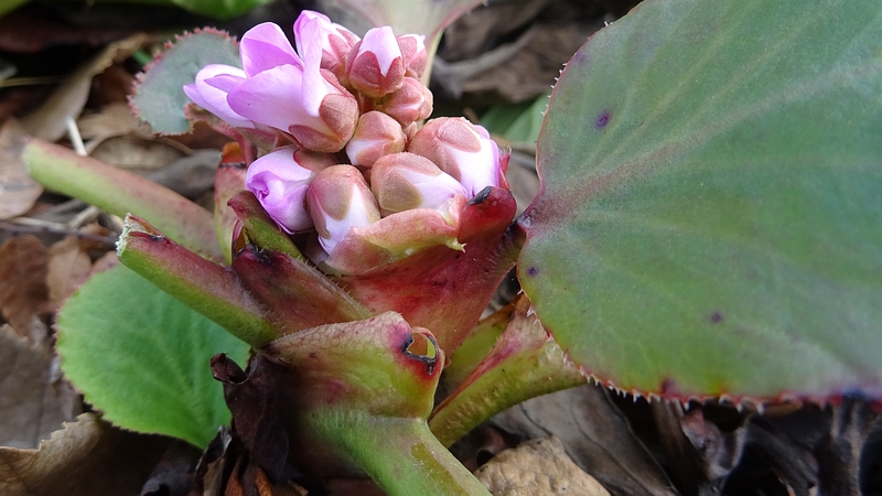 ヒマラヤユキノシタの花 横浜市旭区今宿南町