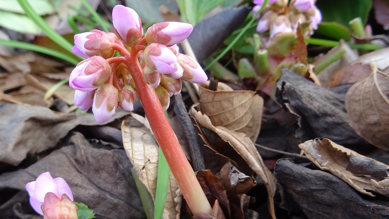 ヒマラヤユキノシタの花 横浜市旭区今宿南町
