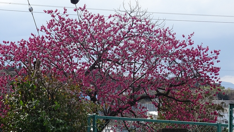 カンヒザクラの花 横浜市旭区今宿南町