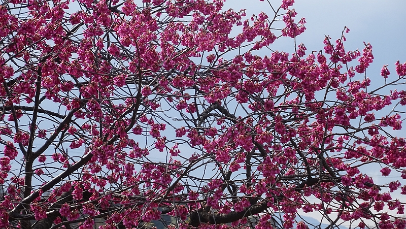 カンヒザクラの花 横浜市旭区今宿南町