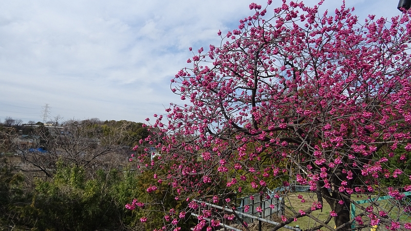 カンヒザクラの花 横浜市旭区今宿南町