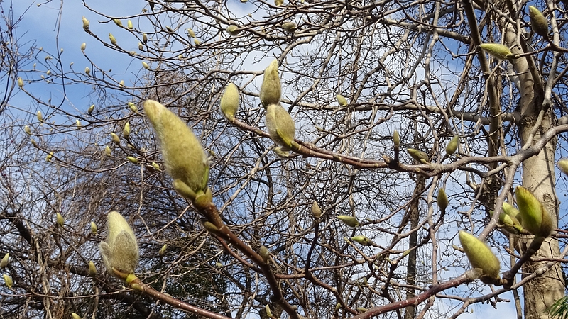 ハクモクレンの蕾 横浜市旭区今宿南町