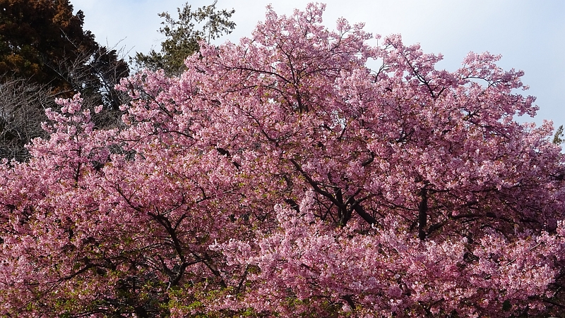 カワヅザクラの花 横浜市旭区金が谷