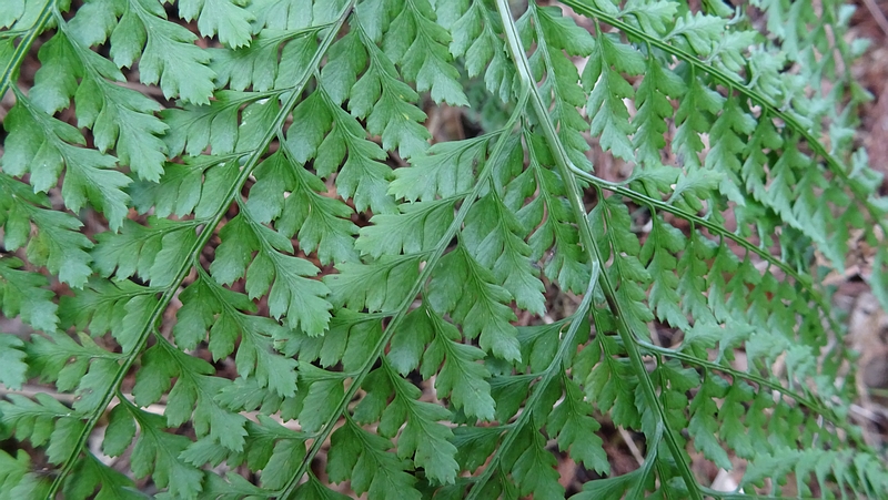リョウメンシダ 横浜市旭区矢指町矢指市民の森