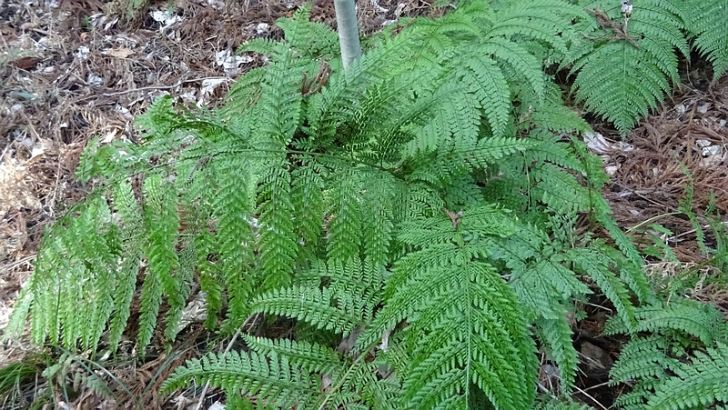 リョウメンシダ 横浜市旭区矢指町矢指市民の森