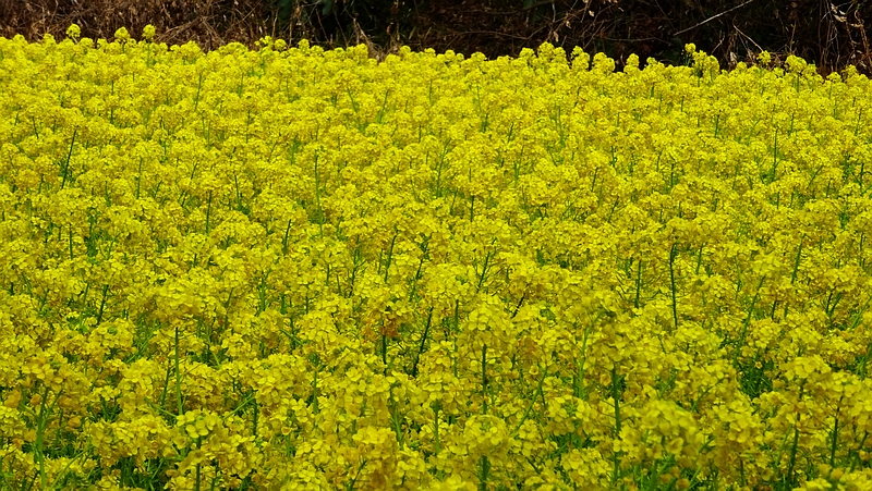 アブラナの花 横浜市旭区矢指町追分市民の森