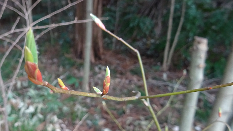 クロモジの葉芽 横浜市旭区矢指町矢指市民の森
