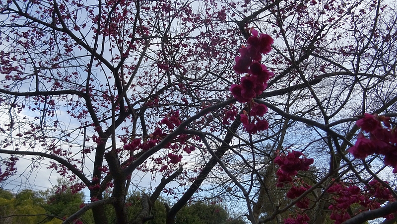 カンヒザクラの花 横浜市旭区下川井町