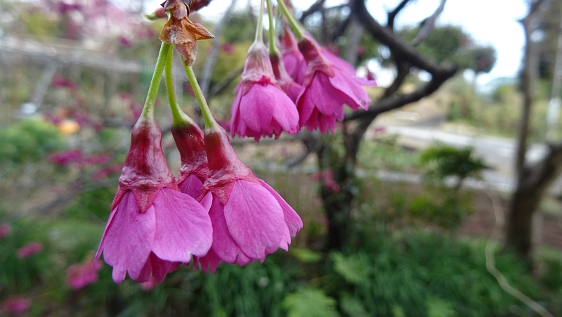 カンヒザクラの花 横浜市旭区下川井町