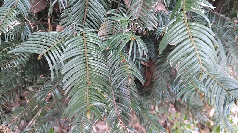 イヌガヤ 横浜市旭区下川井町
