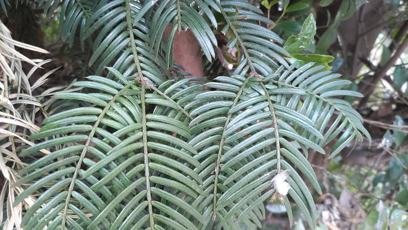 イヌガヤ 横浜市旭区下川井町