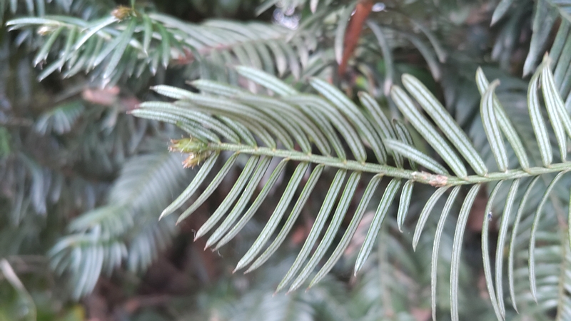 イヌガヤ 横浜市旭区下川井町