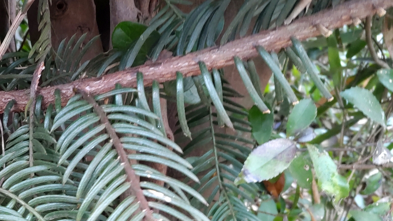 イヌガヤ 横浜市旭区下川井町