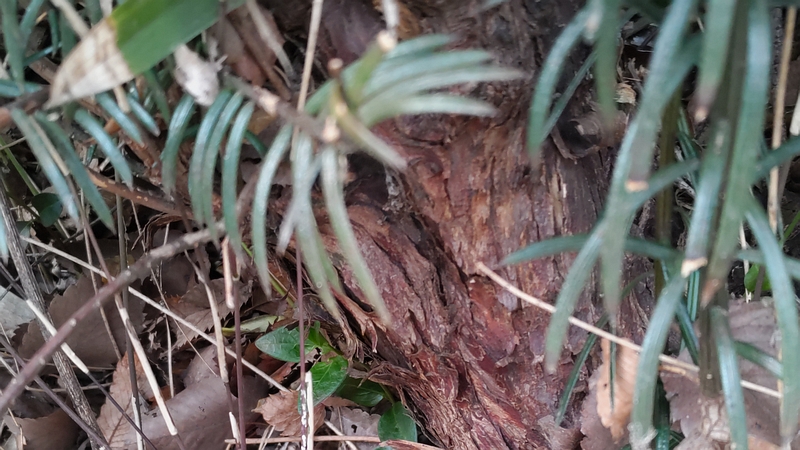 イヌガヤ 横浜市旭区下川井町