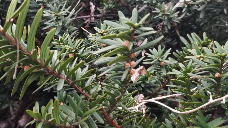 キャラボクの雄花 横浜市旭区下川井町