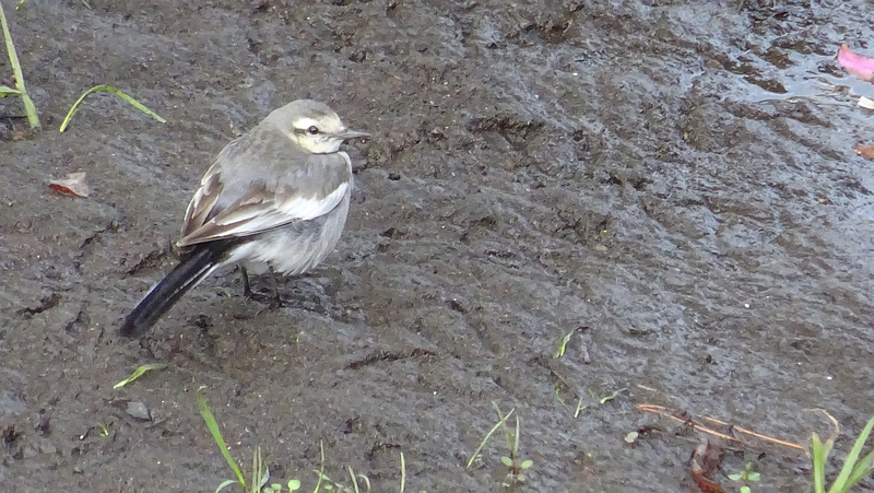 ハクセキレイ♀ 横浜市旭区今宿南町