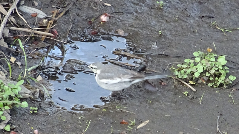 ハクセキレイ 横浜市旭区今宿南町