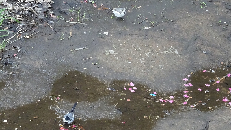 ハクセキレイ 横浜市旭区今宿南町